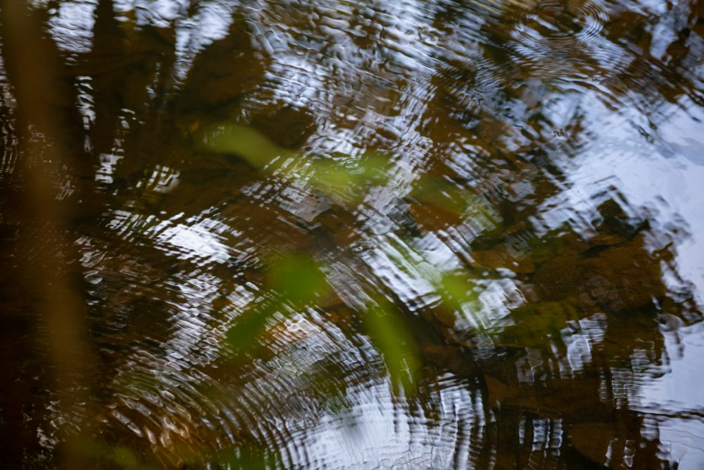 Reflexo da mata na superfície da água