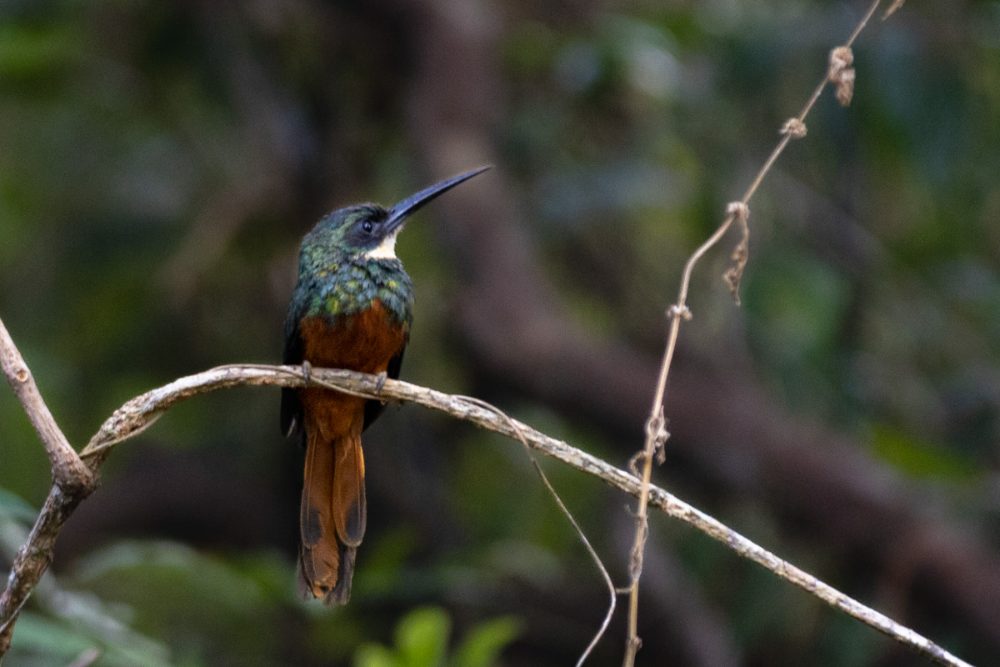 Ariramba pousada em um galho da mata