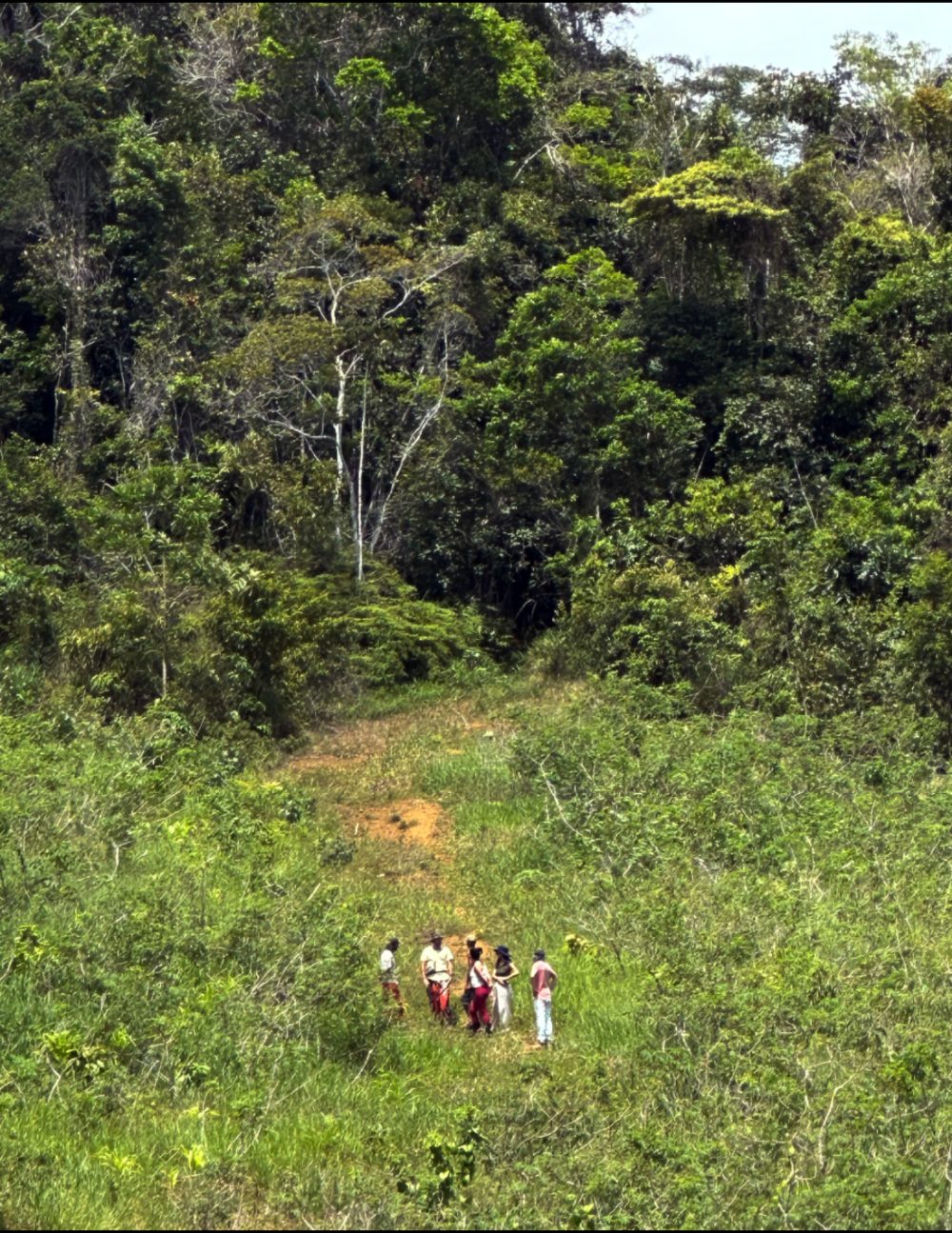 Grupo reunido na clareira, à beira da floresta