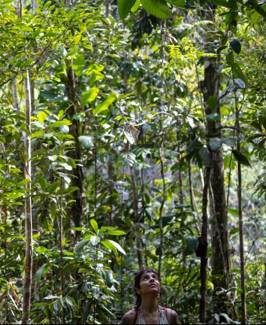 Olhar para o dossel da floresta