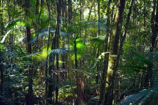 Palmeiras no interior da floresta