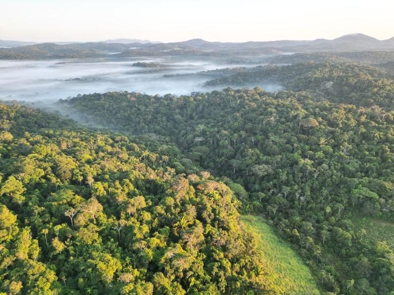 Vale de Mata Atlântica com neblina ao amanhecer
